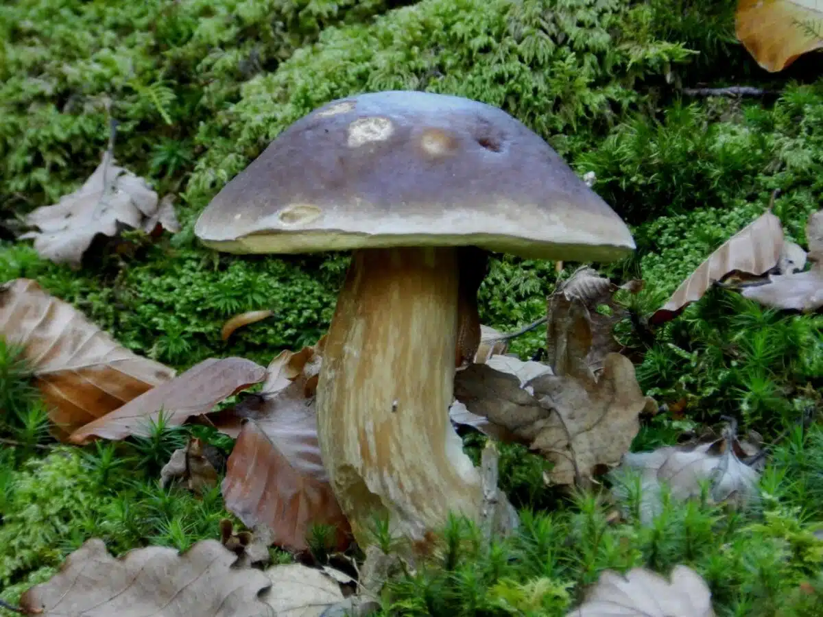 Champignons comestibles découvrez la vérité sur la légendaire tête de nègre champignon