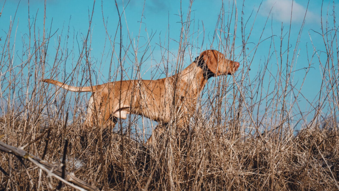 Conseils pratiques pour bien assurer votre chien de chasse
